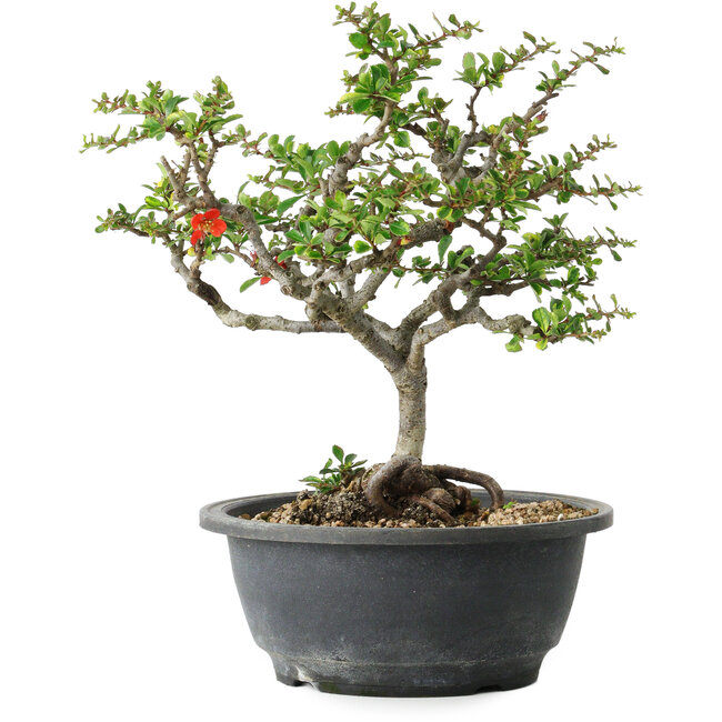 Chaenomeles speciosa, 23 cm, ± 30 anni, con un nebari di 3,5 cm