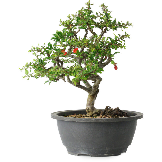 Chaenomeles speciosa, 24 cm, ± 30 years old, with a nebari of 3,5 cm