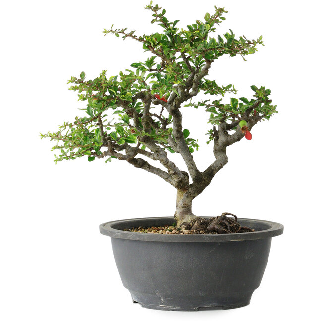 Chaenomeles speciosa, 24 cm, ± 30 years old, with a nebari of 3,5 cm