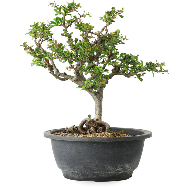 Chaenomeles speciosa, 23 cm, ± 30 jaar oud, met een nebari van 3,5 cm