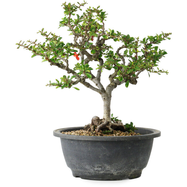 Chaenomeles speciosa, 23 cm, ± 30 years old, with a nebari of 3,5 cm