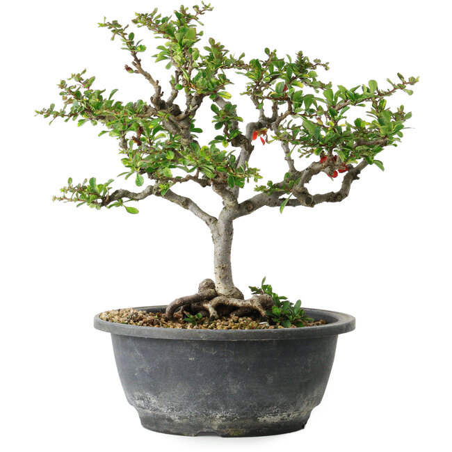 Chaenomeles speciosa, 23 cm, ± 30 jaar oud, met een nebari van 3,5 cm