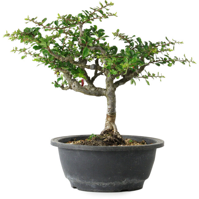 Chaenomeles speciosa, 25 cm, ± 30 jaar oud, met een nebari van 3,5 cm