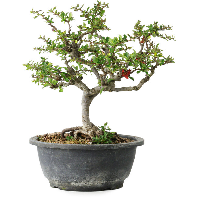 Chaenomeles speciosa, 23 cm, ± 30 anni, con un nebari di 3,5 cm