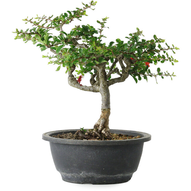 Chaenomeles speciosa, 25 cm, ± 30 Jahre alt, mit einem Nebari von 3,5 cm