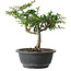 Chaenomeles speciosa, 25 cm, ± 30 ans, avec un nebari de 3,5 cm