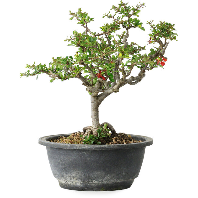 Chaenomeles speciosa, 23 cm, ± 30 years old, with a nebari of 3,5 cm