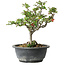 Chaenomeles speciosa, 23 cm, ± 30 jaar oud, met een nebari van 3,5 cm
