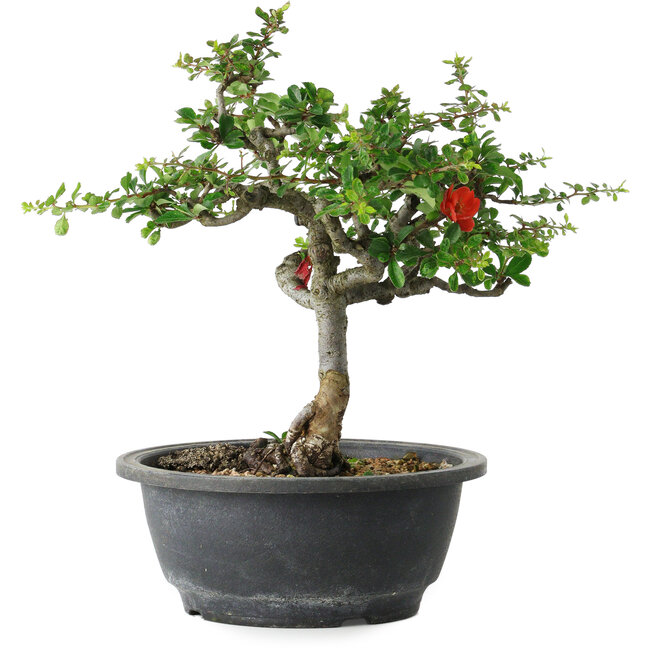 Chaenomeles speciosa, 25 cm, ± 30 years old, with a nebari of 3,5 cm