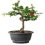 Chaenomeles speciosa, 25 cm, ± 30 ans, avec un nebari de 3,5 cm
