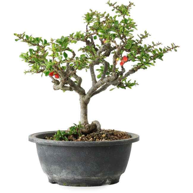 Chaenomeles speciosa, 23 cm, ± 30 years old, with a nebari of 3,5 cm