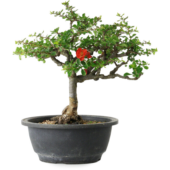 Chaenomeles speciosa, 25 cm, ± 30 años, con un nebari de 3,5 cm