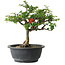 Chaenomeles speciosa, 25 cm, ± 30 ans, avec un nebari de 3,5 cm