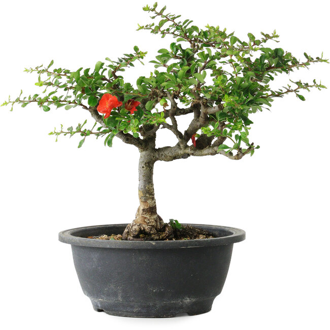 Chaenomeles speciosa, 25 cm, ± 30 anni, con un nebari di 3,5 cm