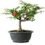 Chaenomeles speciosa, 25 cm, ± 30 ans, avec un nebari de 3,5 cm