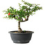 Chaenomeles speciosa, 25 cm, ± 30 ans, avec un nebari de 3,5 cm