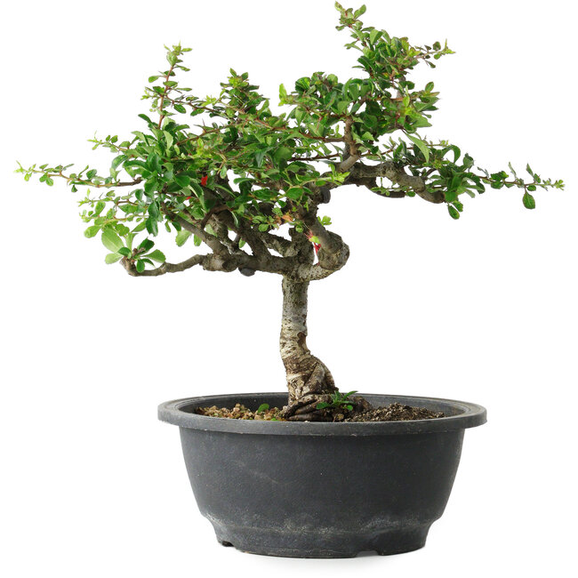 Chaenomeles speciosa, 25 cm, ± 30 ans, avec un nebari de 3,5 cm