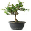 Chaenomeles speciosa, 25 cm, ± 30 ans, avec un nebari de 3,5 cm