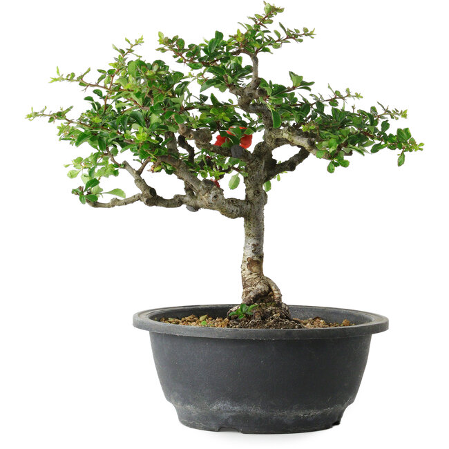 Chaenomeles speciosa, 25 cm, ± 30 Jahre alt, mit einem Nebari von 3,5 cm