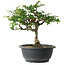 Chaenomeles speciosa, 25 cm, ± 30 ans, avec un nebari de 3,5 cm