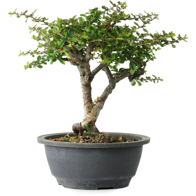 Chaenomeles speciosa, 22 cm, ± 30 años, con un nebari de 3,5 cm