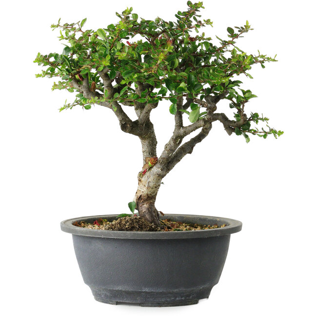 Chaenomeles speciosa, 22 cm, ± 30 years old, with a nebari of 3,5 cm