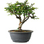 Chaenomeles speciosa, 22 cm, ± 30 años, con un nebari de 3,5 cm