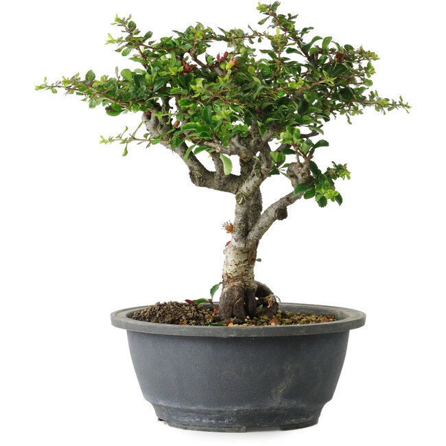 Chaenomeles speciosa, 22 cm, ± 30 anni, con un nebari di 3,5 cm