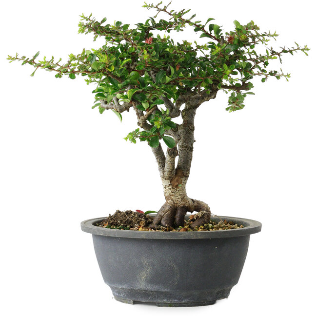 Chaenomeles speciosa, 22 cm, ± 30 ans, avec un nebari de 3,5 cm