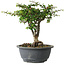 Chaenomeles speciosa, 22 cm, ± 30 años, con un nebari de 3,5 cm