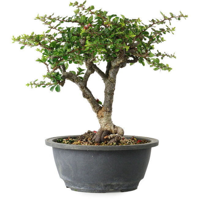 Chaenomeles speciosa, 22 cm, ± 30 anni, con un nebari di 3,5 cm