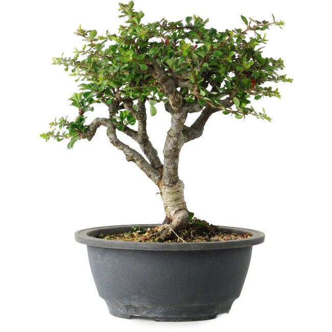 Chaenomeles speciosa, 22 cm, ± 30 years old, with a nebari of 3,5 cm