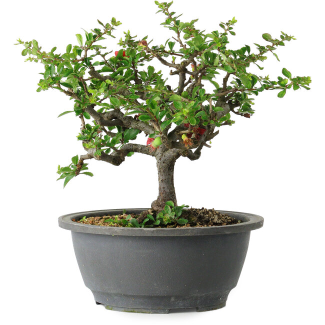 Chaenomeles speciosa, 21 cm, ± 30 years old, with a nebari of 3,5 cm