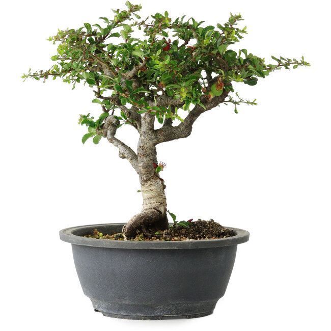 Chaenomeles speciosa, 22 cm, ± 30 years old, with a nebari of 3,5 cm