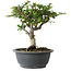 Chaenomeles speciosa, 22 cm, ± 30 años, con un nebari de 3,5 cm