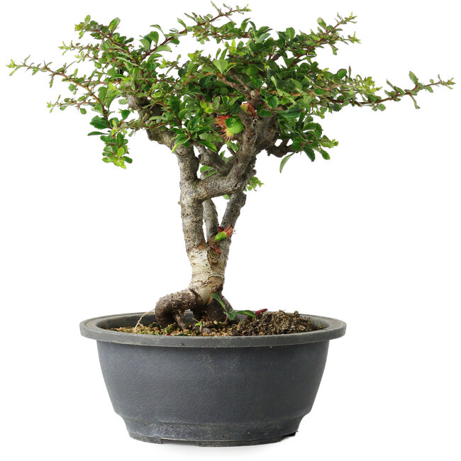 Chaenomeles speciosa, 22 cm, ± 30 jaar oud, met een nebari van 3,5 cm