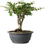 Chaenomeles speciosa, 22 cm, ± 30 años, con un nebari de 3,5 cm