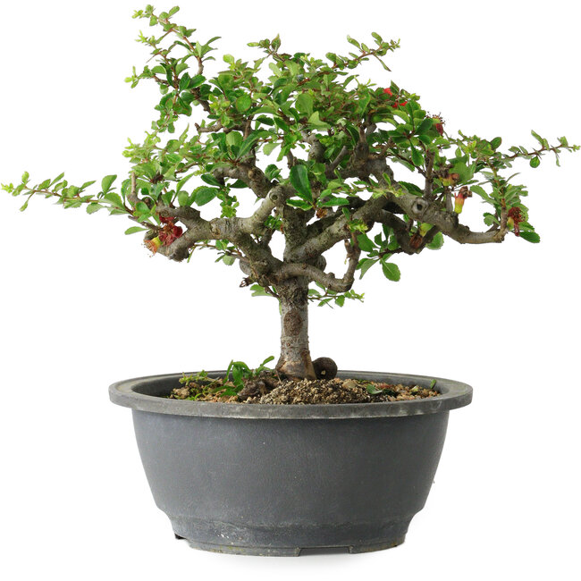 Chaenomeles speciosa, 21 cm, ± 30 Jahre alt, mit einem Nebari von 3,5 cm