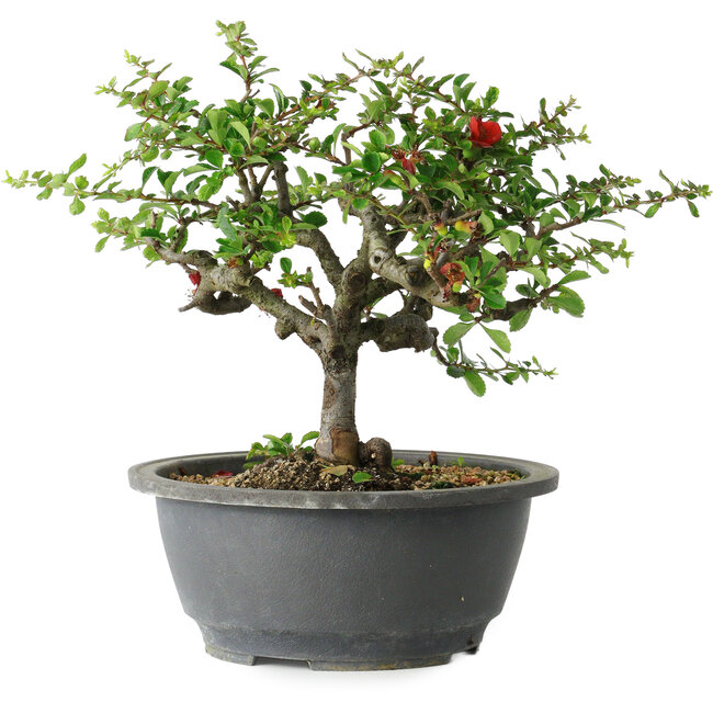 Chaenomeles speciosa, 21 cm, ± 30 years old, with a nebari of 3,5 cm