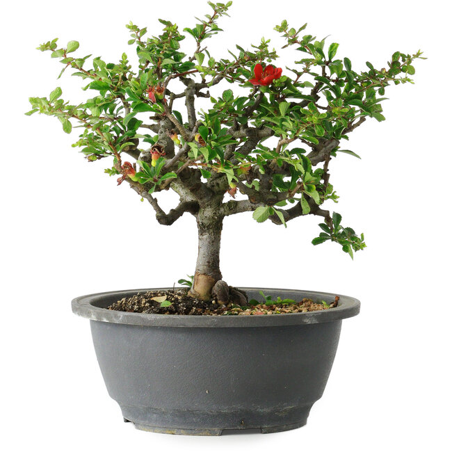 Chaenomeles speciosa, 21 cm, ± 30 anni, con un nebari di 3,5 cm