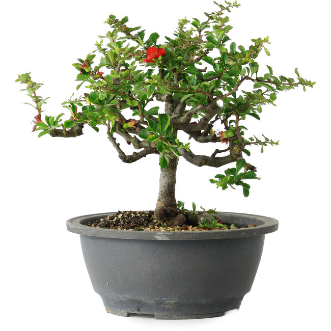 Chaenomeles speciosa, 21 cm, ± 30 jaar oud, met een nebari van 3,5 cm