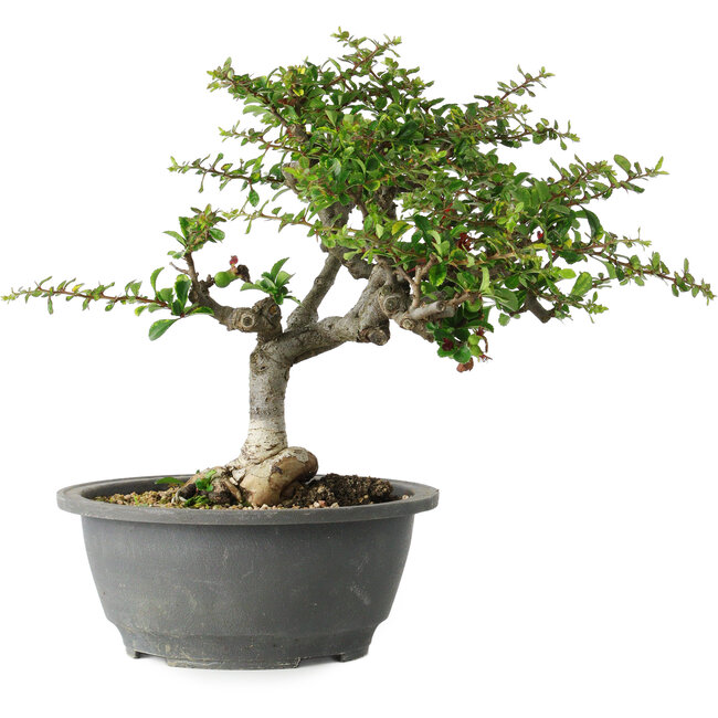 Chaenomeles speciosa, 25 cm, ± 30 Jahre alt, mit einem Nebari von 3,5 cm