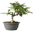 Chaenomeles speciosa, 25 cm, ± 30 Jahre alt, mit einem Nebari von 3,5 cm