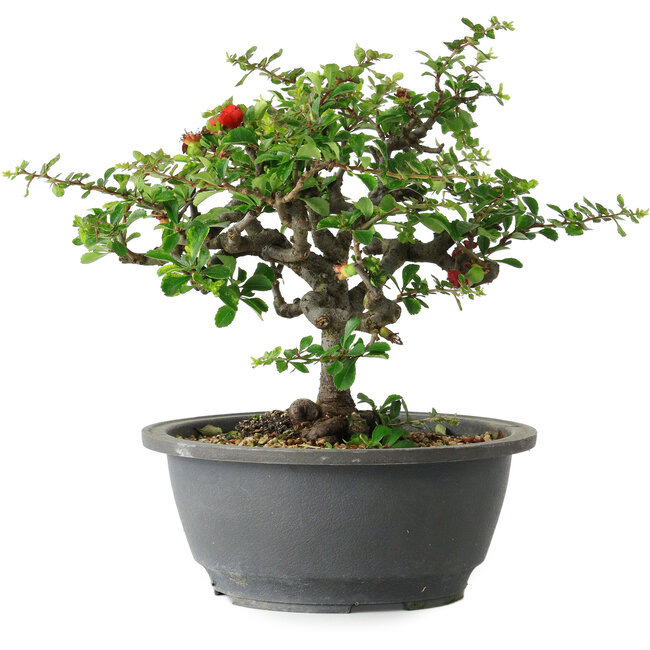 Chaenomeles speciosa, 21 cm, ± 30 anni, con un nebari di 3,5 cm
