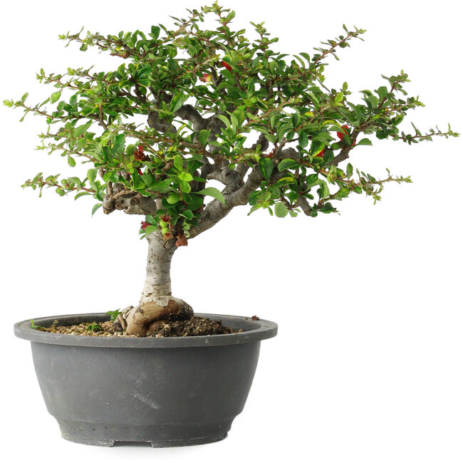 Chaenomeles speciosa, 25 cm, ± 30 anni, con un nebari di 3,5 cm