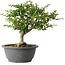 Chaenomeles speciosa, 25 cm, ± 30 Jahre alt, mit einem Nebari von 3,5 cm