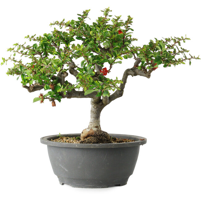 Chaenomeles speciosa, 25 cm, ± 30 anni, con un nebari di 3,5 cm