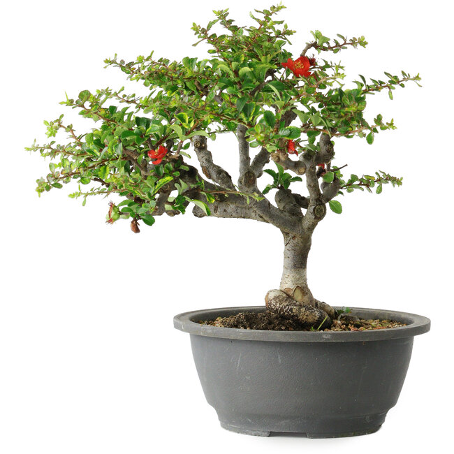 Chaenomeles speciosa, 25 cm, ± 30 años, con un nebari de 3,5 cm