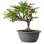 Chaenomeles speciosa, 25 cm, ± 30 Jahre alt, mit einem Nebari von 3,5 cm