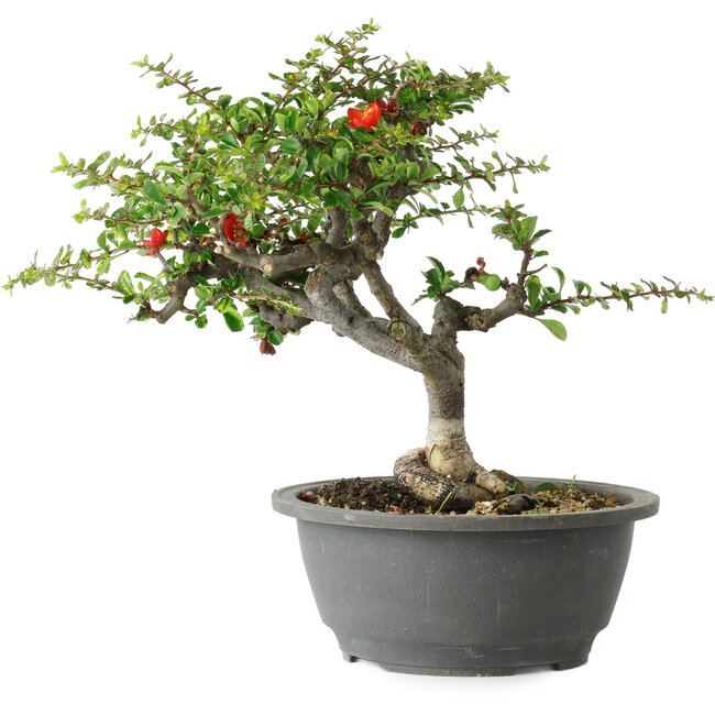 Chaenomeles speciosa, 25 cm, ± 30 anni, con un nebari di 3,5 cm